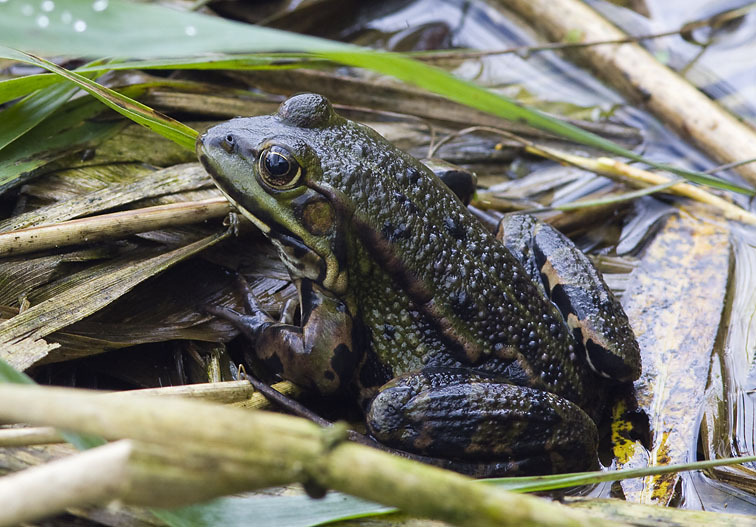 Groenekikker031008